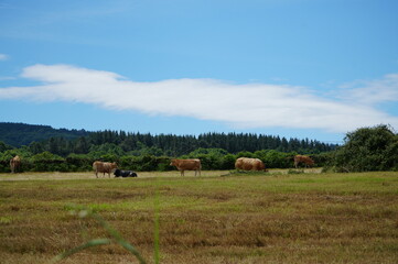 牧草地の放牧牛