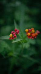 red and yellow flowers