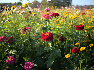 Obraz premium 花畑