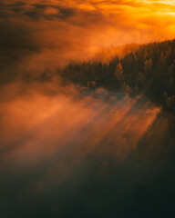 Forest Aerial View with Autumn fog between the trees.