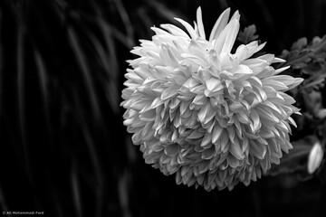 white dahlia flower