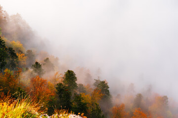 Fototapeta premium Fog in the mountain forest with yellow and red leaves, top view 