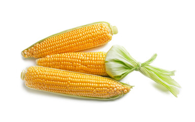 Fresh corn cobs on white background