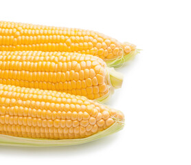 Fresh corn cobs on white background