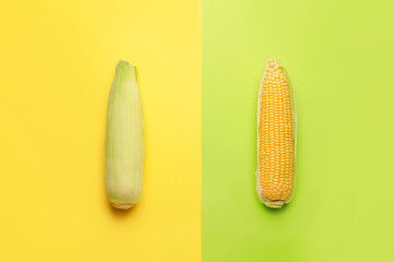 Fresh corn cobs on color background