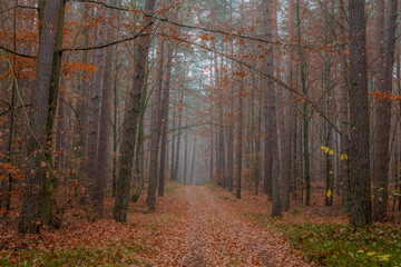 autumn in the forest