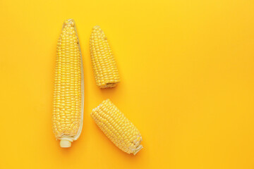 Fresh corn cobs on color background