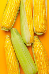 Fresh corn cobs on color background