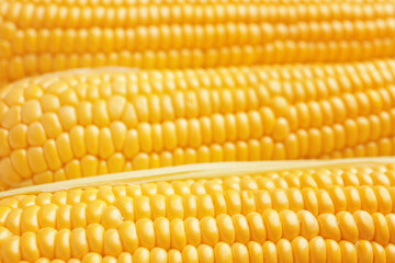 Fresh corn cobs as background, closeup