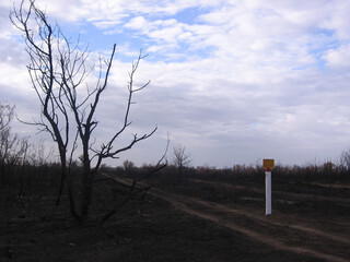 Russia, Novosibirsk, 17.09.2010: dry black earth after a fire wasteland burnt trees natural...