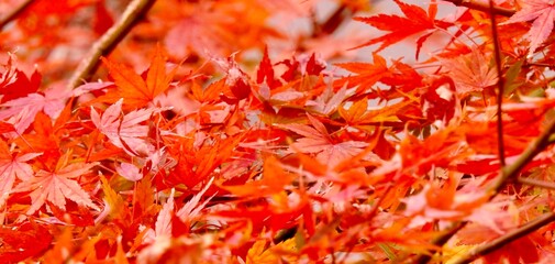 日本の風景、秋、紅葉