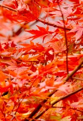 日本の風景、秋、紅葉