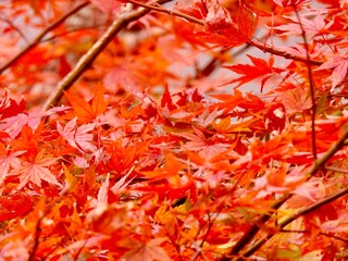 日本の風景、秋、紅葉