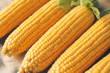 Fresh corn cobs on table