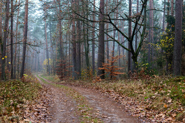 path in the woods