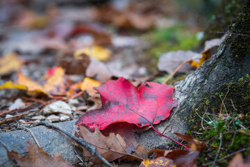 Red maple leaf lying on forest floor in shallow focus