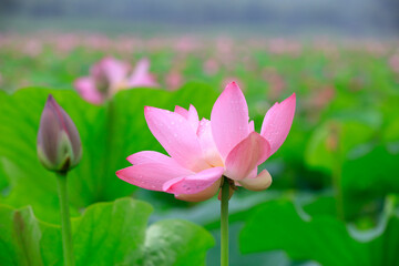 Lotus in the pond