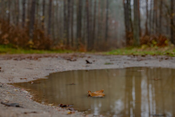 autumn in the forest