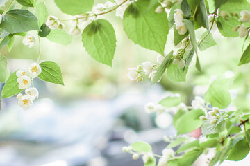 Branches of blossoming flowering plants on natural blurry background. Fresh green tree leaves of light outdoors sun on summer. Close-up, copy space