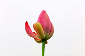 Fototapeta premium Lotus in the pond