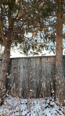 snow covered trees