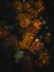 Fototapeta na wymiar Aerial view of autumn forest.