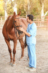 Veterinarian examining cute horse outdoors