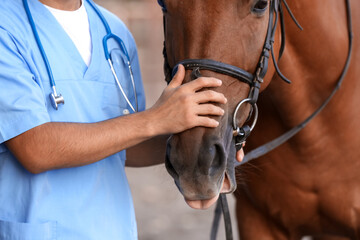 Veterinarian examining cute horse outdoors