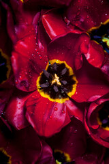 Detail macro photo of Beautiful red tulip with drops of water, as background. Blossoming passion flowers.