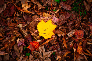 A beautiful yellow poplar leaf on the forest floor in the fall.