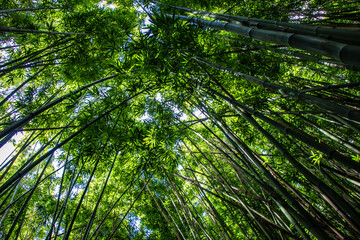 Fototapeta na wymiar Bamboo Forest in Hawaii