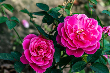 Roses blooming in October