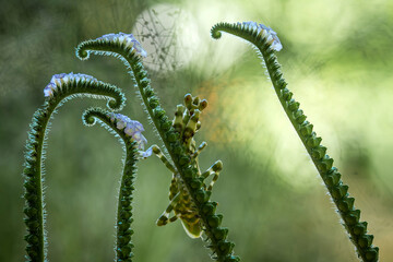 Creobroter gemmatus with beautiful Pose's