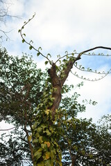 green tree in the blue white sky