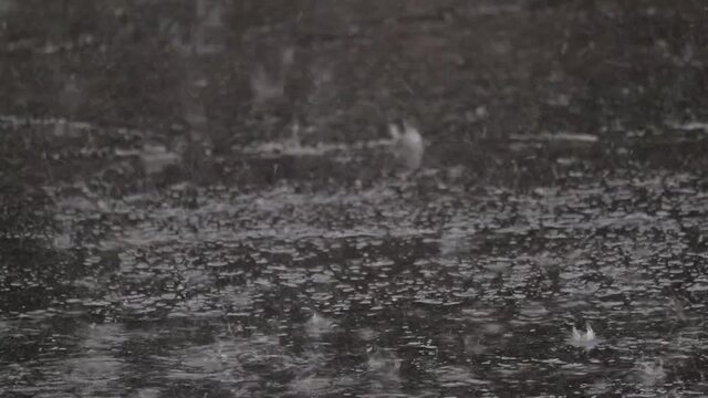 猛烈な強い雨　道路　アスファルト路面