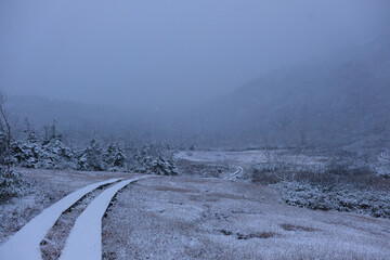 雪が降る北アルプス、栂池自然園。snowing in Hakuba Valley, autumn time Japan