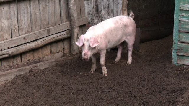 Country courtyard with a pig. The piglet comes out of the pen. Pink pigs in the pigsty. Farming Concept. 
