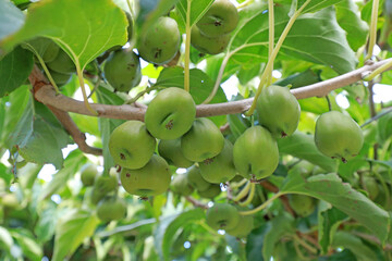 Actinidia arguta on the branches
