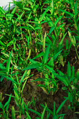 kangkung or water spinach growing in the garden.