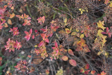A close up of a leaves