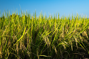 Close up of yellow rice field