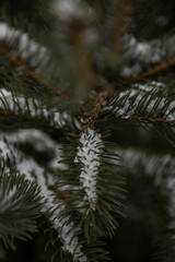 Close Up of Snow Falling on an Evergreen Leaf in the Snowy Winter in the Forest