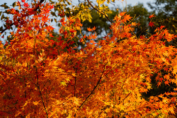 Maple illuminated by the evening sun