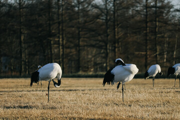 Obraz premium Red-crowned crane bird from Kushiro, Hokkaido in winter season.