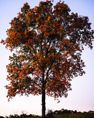 autumn tree in autumn