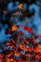 Leaves dyed in autumn colors