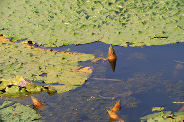 Aquatic Plants - Euryale ferox in Ponds, North China