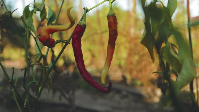 A static shot showing red peppers with a garden blurry background
