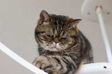 高い場所が苦手な猫のアメリカンショートヘアブラウンタビー
American shorthair cats who are not good at high places.