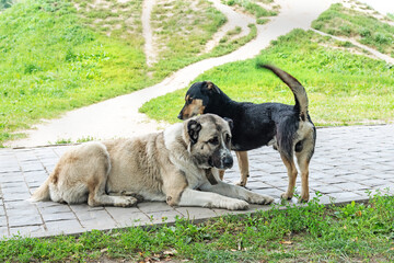 Friendly large dirty white and small black watchdogs rest on grey paved road near lush green meadow grass and hill in sunny autumn park on nice warm day. Concept of love in animals.